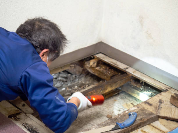 Office Mold Removal Services in Warren, PA