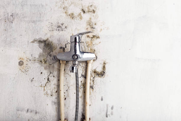 Best Same-Day Mold Removal  in Warren, PA