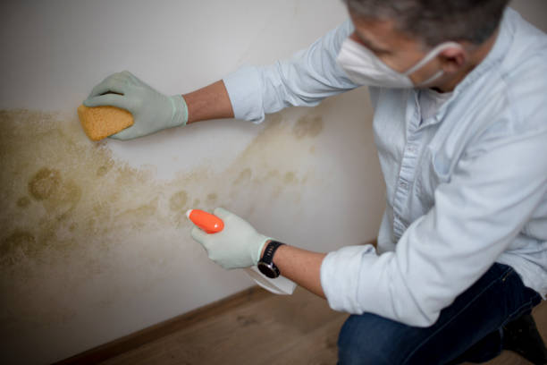 Best Toxic Mold Removal  in Warren, PA