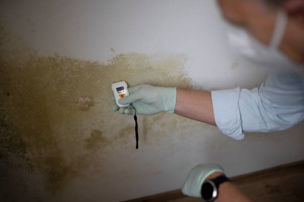 Best Mold Remediation  in Warren, PA