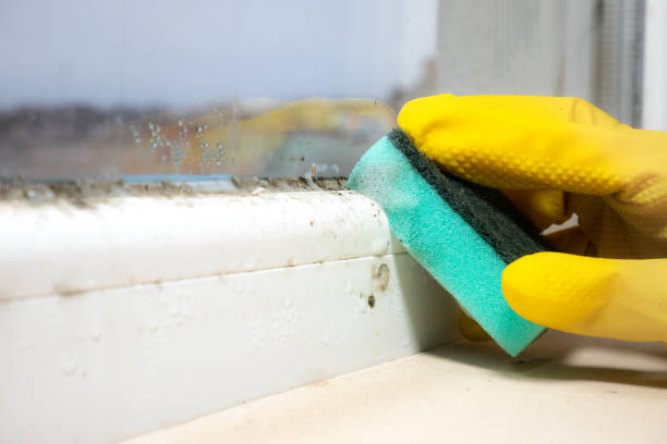 Best Affordable Mold Removal  in Warren, PA