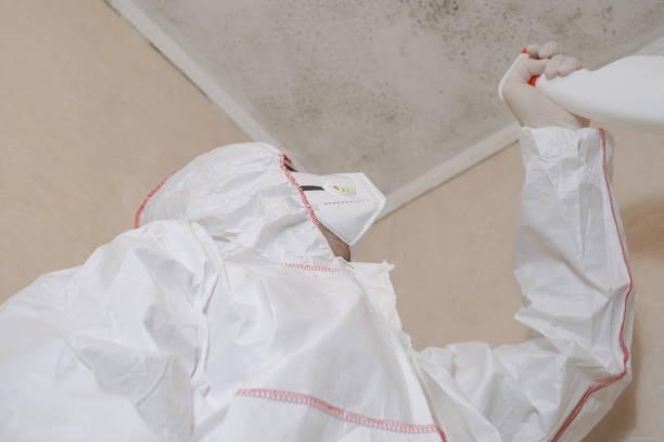 Certified Mold Removal in Warren, PA