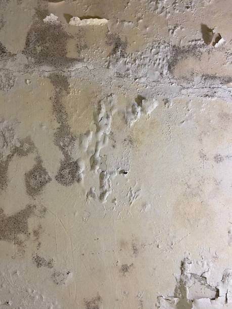Reliable Warren, PA Mold Removal Solutions