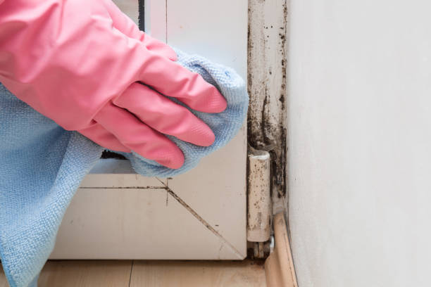 Best Black Mold Removal  in Warren, PA